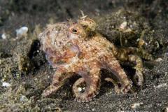 Octopus-small