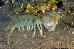 Odontodactylus-latirostris-Smashing-mantis-shrimp
