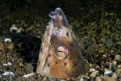 Ophichtus-melanochir-Black-finned-snakeeel