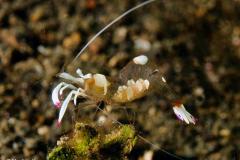 Periclimenes-Shrimp