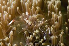 Periclimenes-venustus-Commensal-shrimp