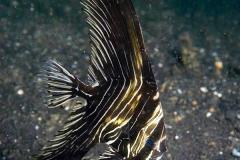 Platax-batavianus-Zebra-batfish