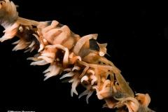 Pontonides-uniciger-Commensal-shrimp