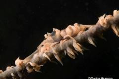 Pontonides-uniciger-Commensal-shrimp1