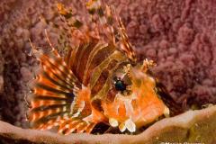 Pterois-volitans-Common-lionfish