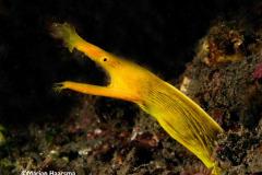 Rhinomuraene-quaesita-Ribbon-eel-yellow
