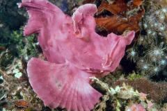 Rhinopias-frondosa-Weedy-scorpionfish