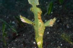 Solenostomus-cyanopterus-Robust-ghost-pipefish-vertical