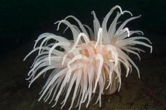 Boloceratuediae-Sea-anemone-modderroos