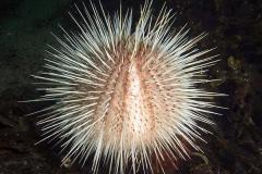Echinus-acutus-sea-urchin-zeeegel201