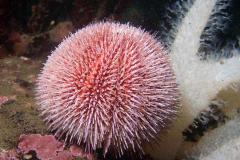 Echinus-esculentus-Edible-sea-urchin-zeeegel6766
