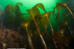Kelp-wieren