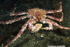 Lithodes-Maja.-Northern-stone-crab-spinkrab215