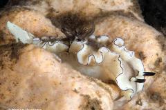 Glossodoris-atromarginata-Chromodoris-nudibranch-sterslak-Negros
