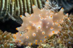 Halgerda-batangasDiscodoris-nudibranch-Sabang