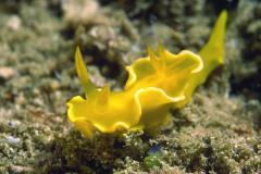 Noumea-crocea-Chromodorid-nudibranch-Sabang-sterslakje