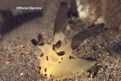 Thecacera-pennigera-Policeridae-nudibranch-Bali