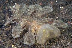 melibe-pilosa-Dendonotro-nudibranch-Bali-boomslak34