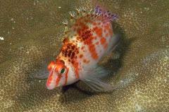 Cirrhitichthys-falco-Coral-hawkfish