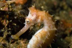 Hippocampus-histrix-Thorny-seahorse-female