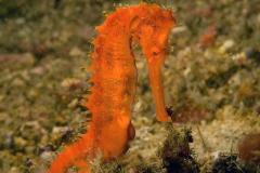 Hippocampus-histrix-Thorny-seahorse-male