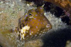 Lactoria-fornasini-boxfish
