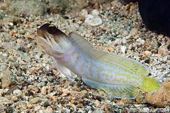 Opistognathus-randalli-jawfish