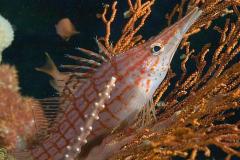 Oxycirrhites-typus-Longnose-hawkfish