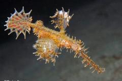 Solenostomus-paradoxus-Ghost-pipefish