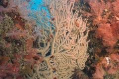 coralcanyons26
