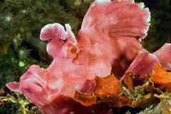 Rhinopias-frondosa-Weedy-scorpionfish-cloes-up
