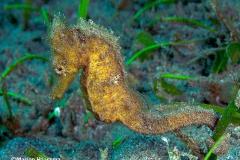 shortnose-seahorse-Negros