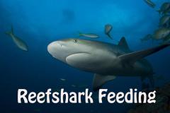 Reefsharkfeeding