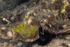 Lambis-scorpius-Scorpion-conch-strombusschelp-NaliN