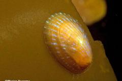 Patina-pellucida-shell-Norway-schelp-op-wier