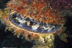 Spondylus-varius-Orange-mouth-thorny-oyster-oesterMajangan-Bali