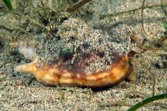 Strombus-thersitus-conch-Sabang-slakmetoogje