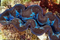 Tridacna-crocea-Boring-giant-clam-Komodo-doopvontschelp51