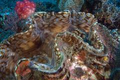 Tridacna-gigas-giant-clam-doopvontschelpNegros