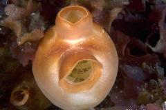 Halocynthia-pyriformis-orange-ascidian-zakpijp
