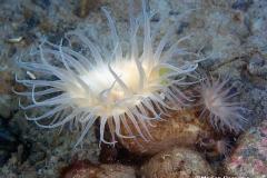 Hormathia-digitata-sea-anemone-anemoon