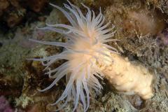 Hormathia-nodosa-sea-anemone-anemoon059