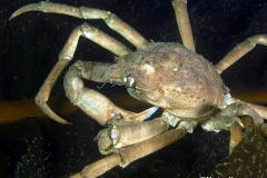 Hya-crab-spider-crab-spincrab