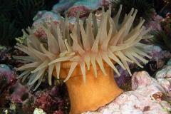Urticina-eques-Dahlia-anemone-zeedahlia