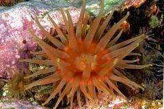 Urticina-eques-Dahlia-anemone-zeedahlia1
