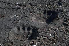 footprints-polarbear