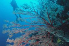 Anella-mollis-fan-coral