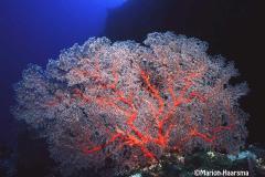 Astrogorgia-dumbea-fan-coral