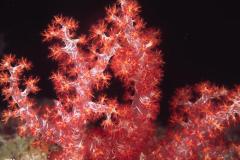 Dendronephthya-Soft-coral