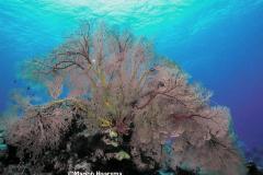 Melithae-ochraceafan-coral